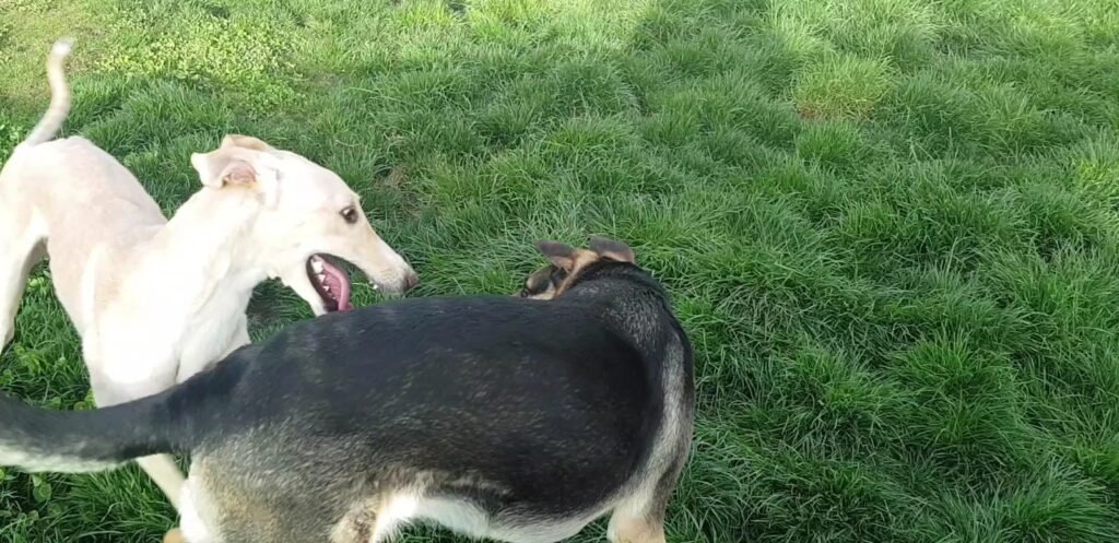 corazón de perro