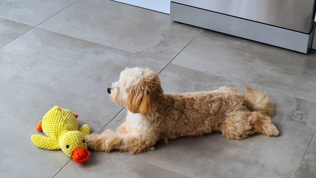 Residencia Canina Corralet Kennel’s – residencia canina en Castellón