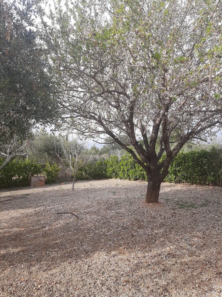cotonlier