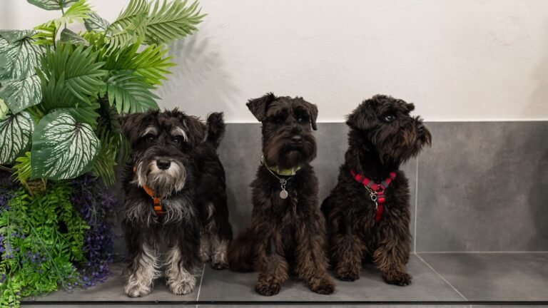 Guardería Canina COVIS – residencia canina en Madrid