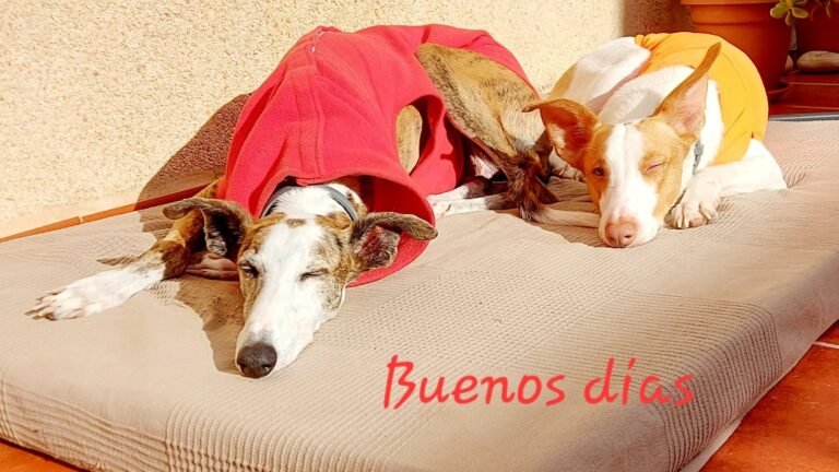 Guardería Canina Creciendo Juntos – residencia canina en Málaga