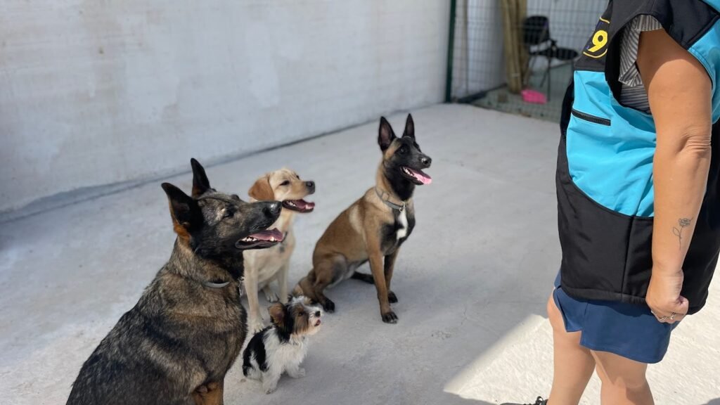 Residencia Canina Cruzcan – residencia canina en Málaga