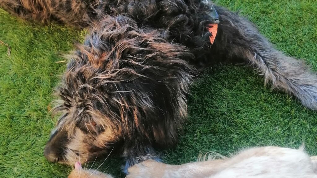 cuidado de perros en huelva reino milenar