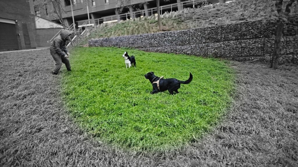 Cuidados Mascotas BCN – residencia canina en Barcelona