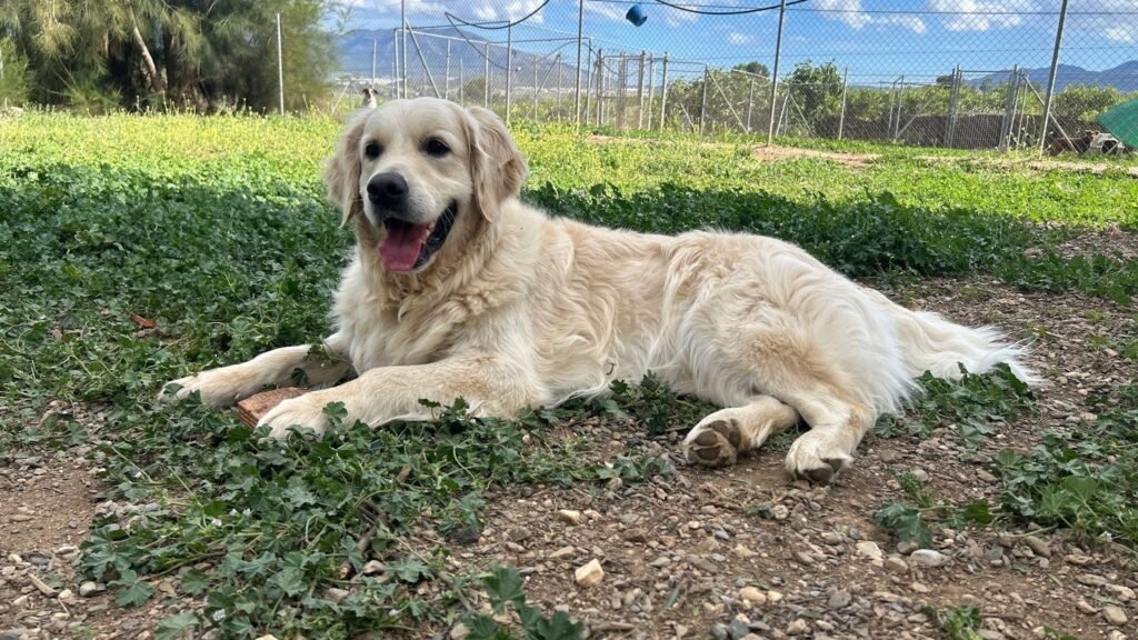 cuidandogs