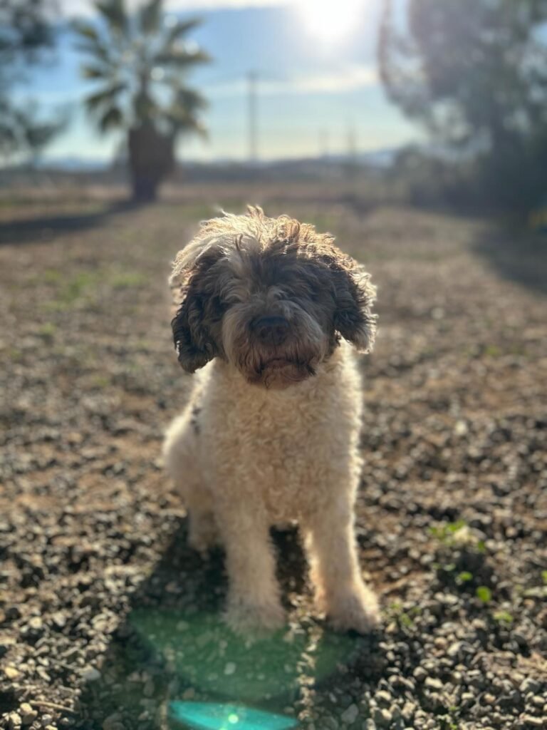 cuidandogs