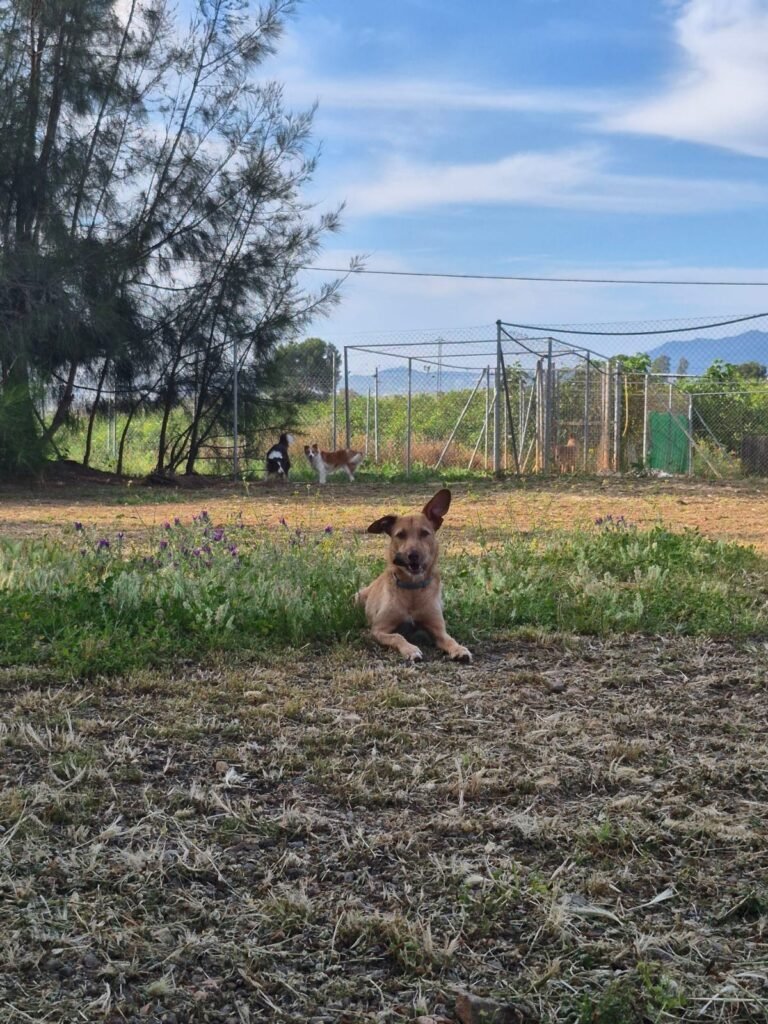 cuidandogs