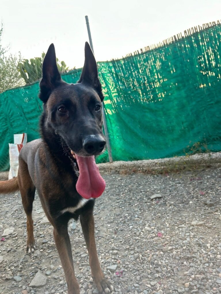 cuidandogs