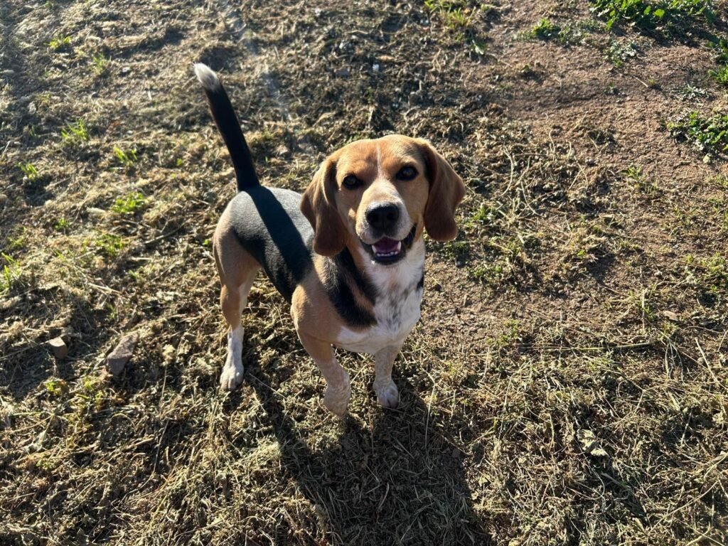 cuidandogs