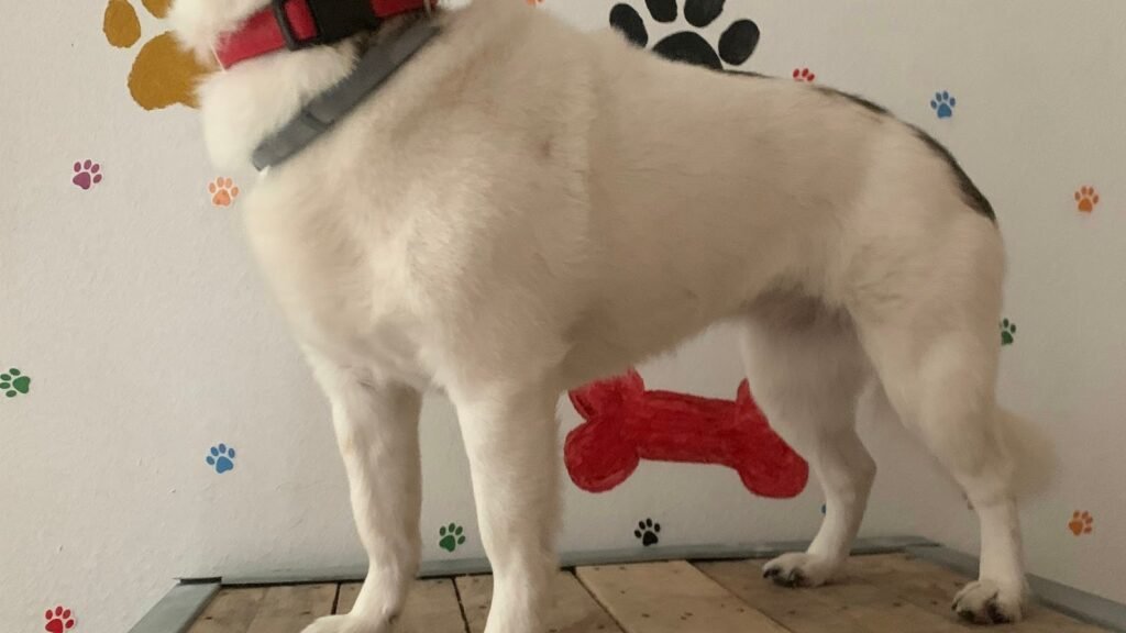 Guardería Canina Cuido Tu Mascota Vallecas – residencia canina en Madrid