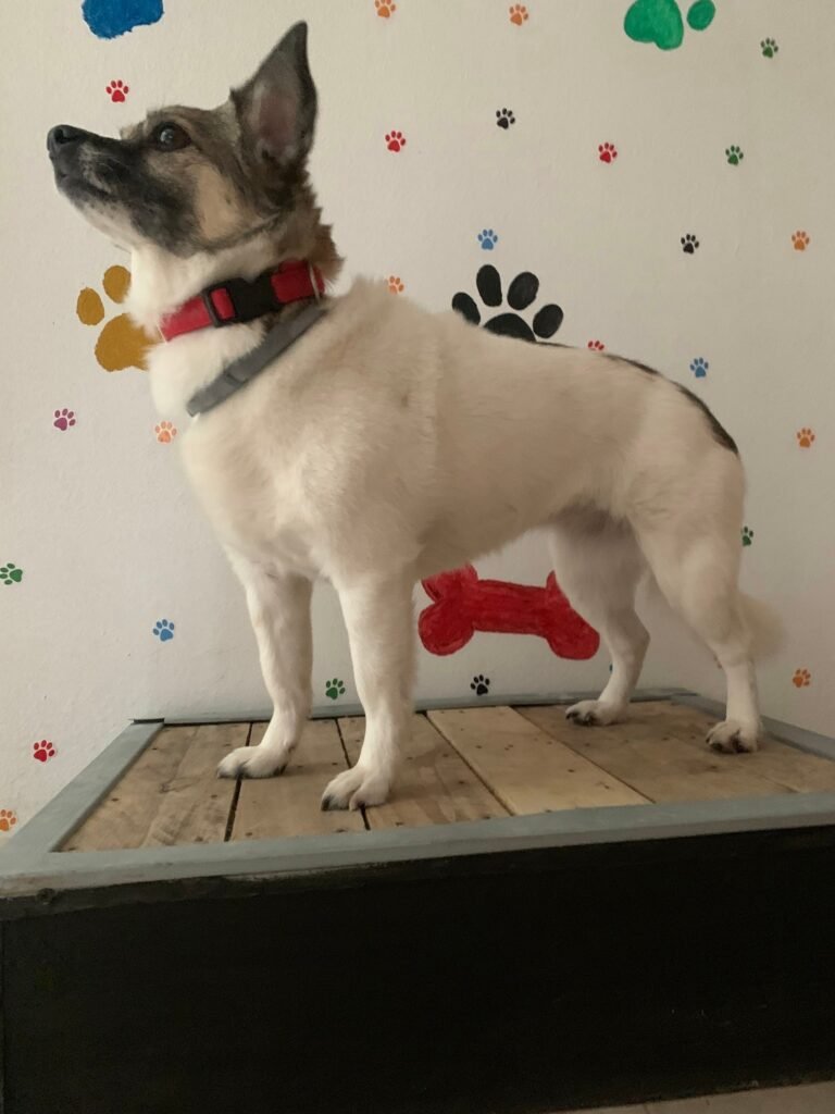 cuido tu mascota vallecas