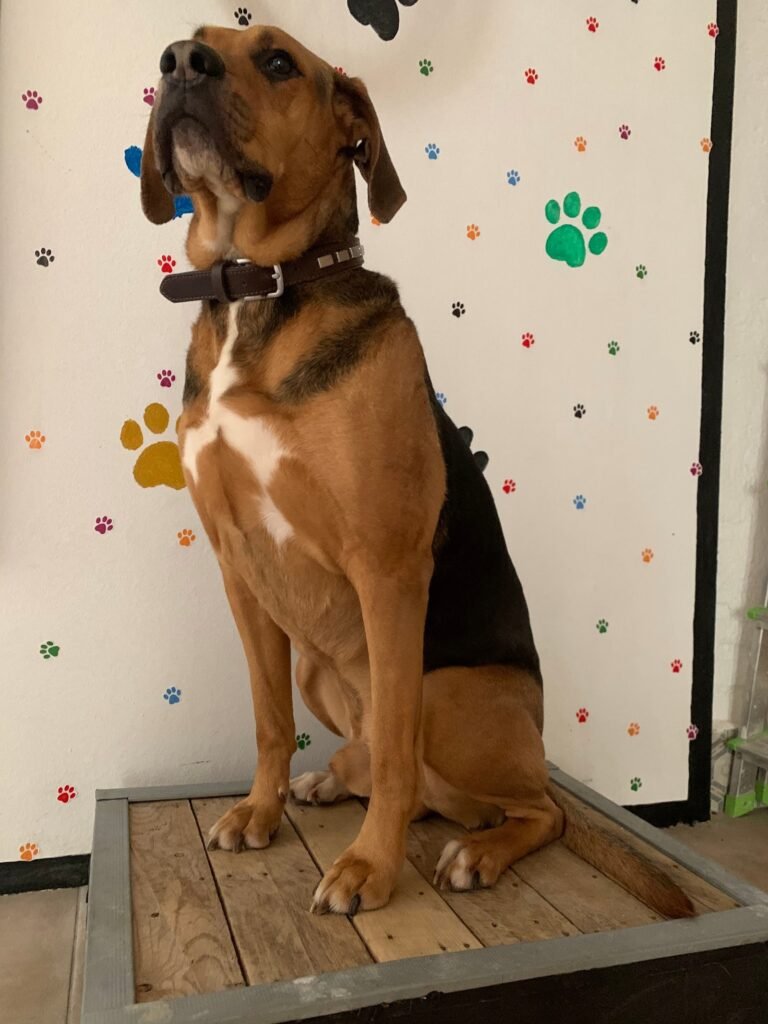 cuido tu mascota vallecas
