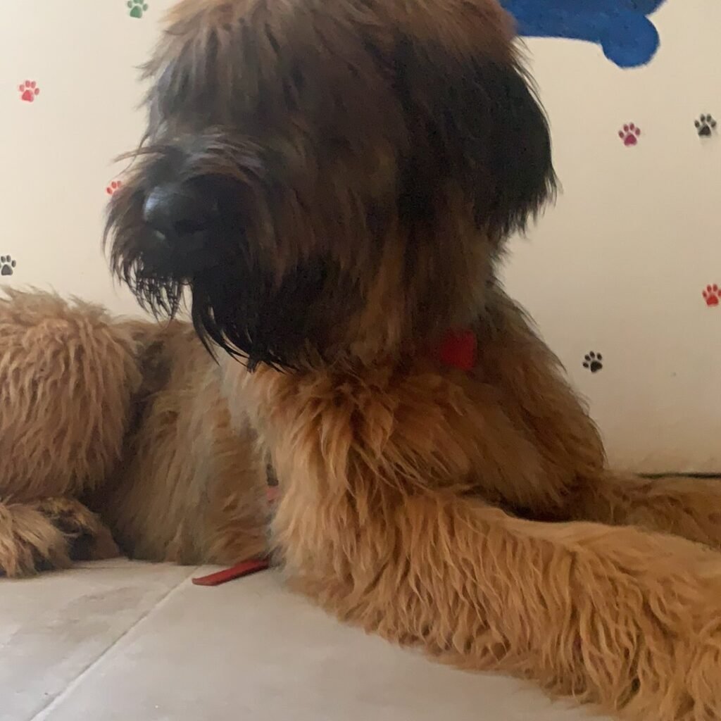 cuido tu mascota vallecas