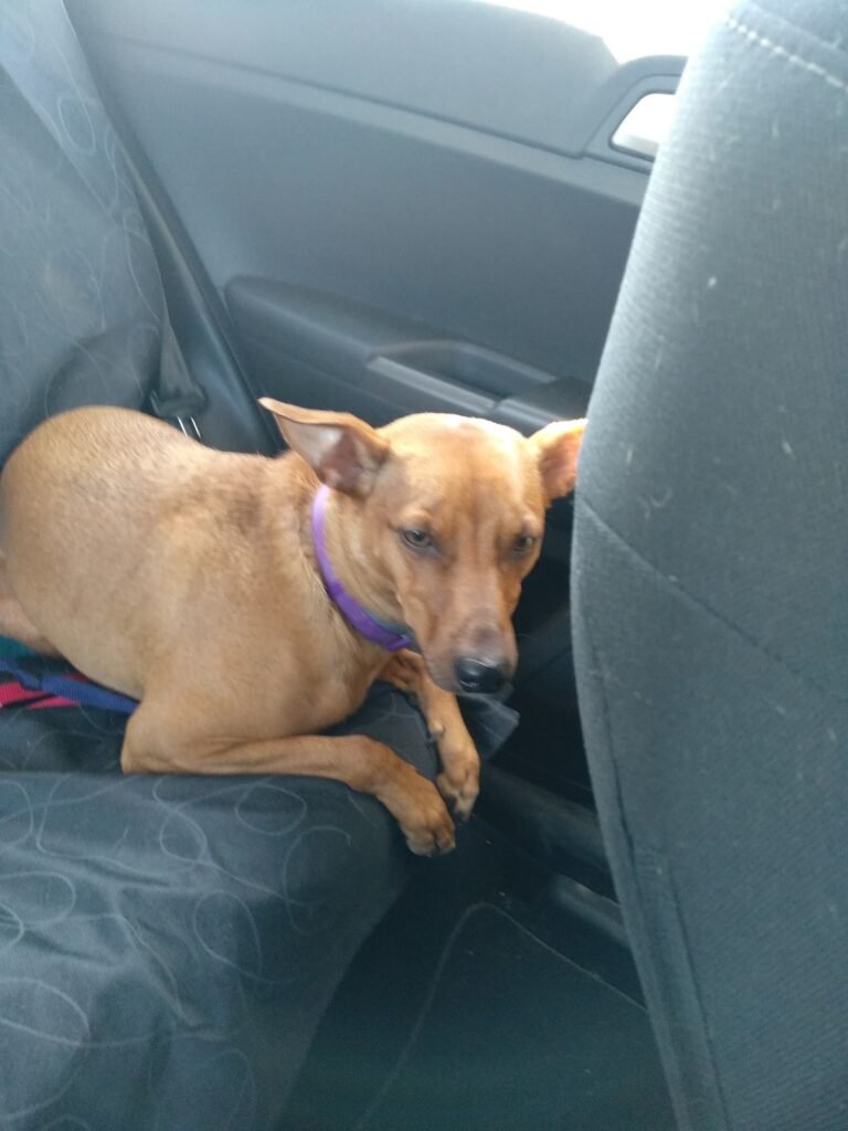 cuido tu mascota vallecas