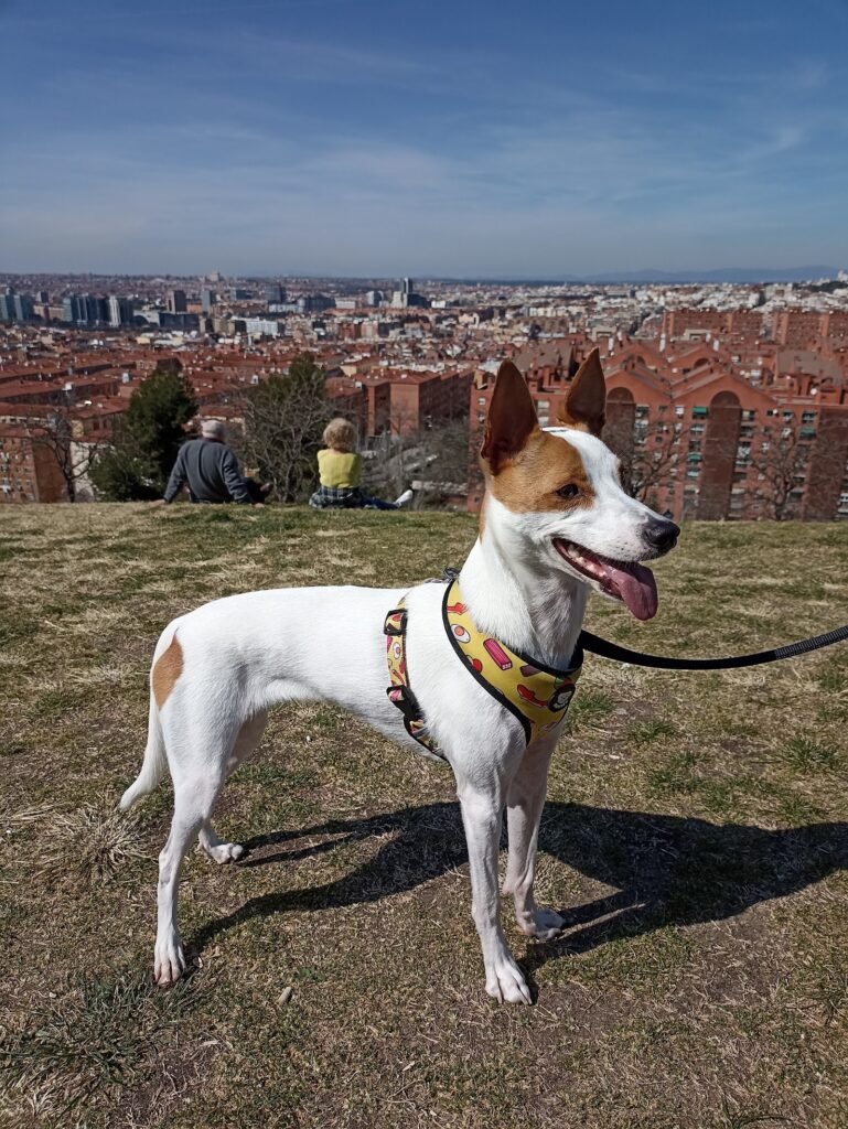 cuido tu mascota vallecas