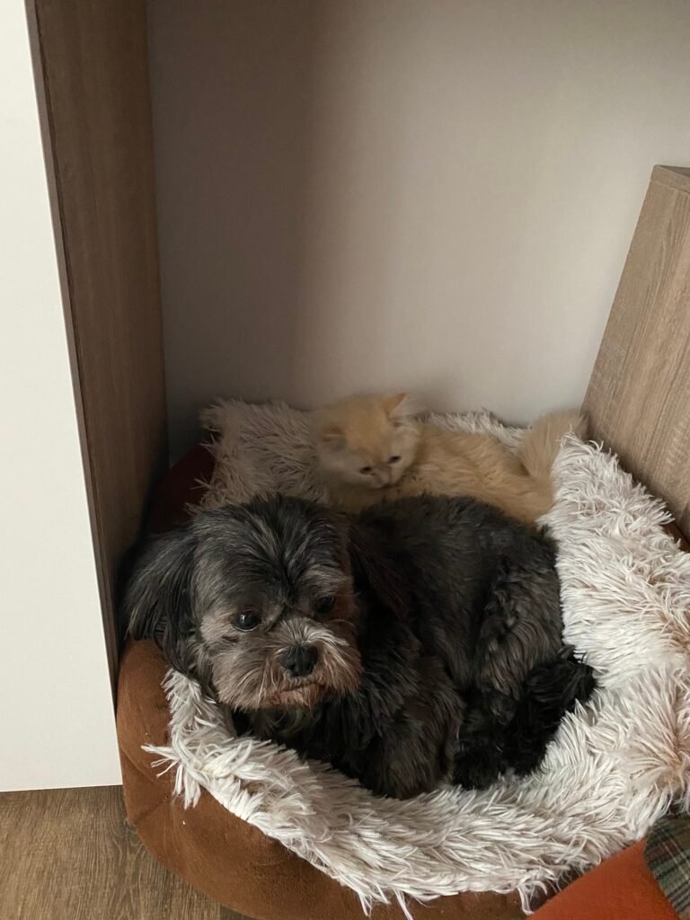 cuido tu mascota vallecas