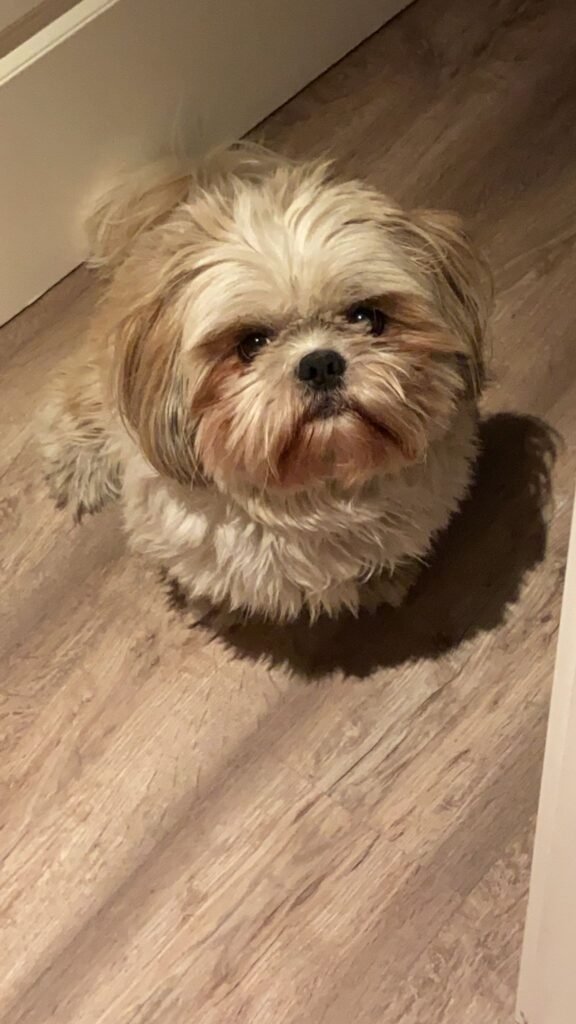 cuido tu mascota vallecas