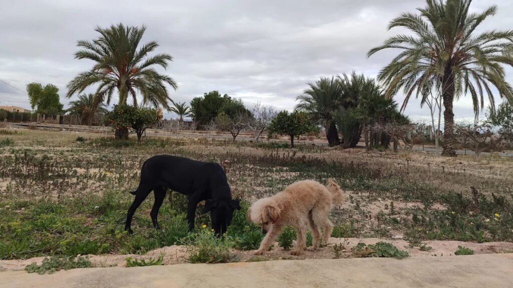 Residencia Canina CuidoTuPerroElche – residencia canina en Alicante