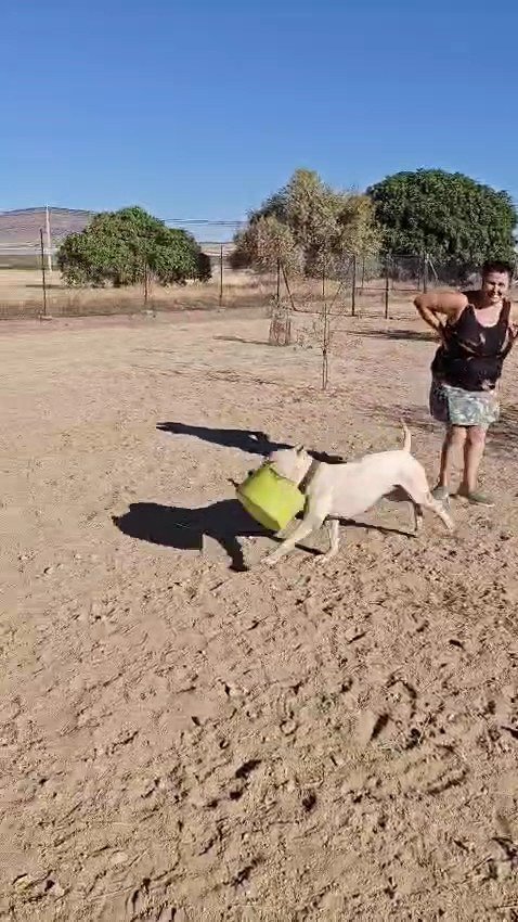 d'aquivelt
