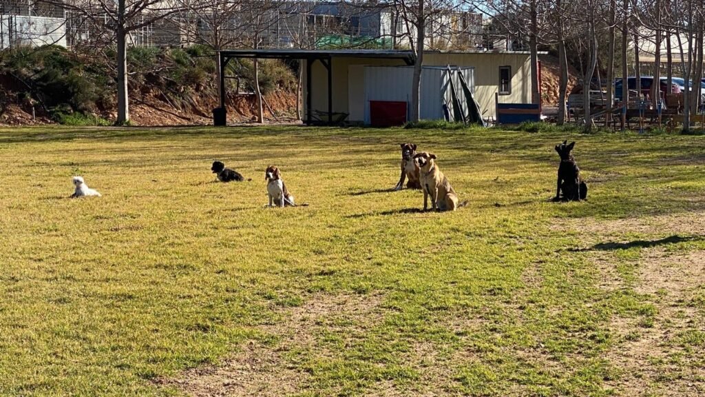 Residencia Canina Del Xiquet – residencia canina en Valencia