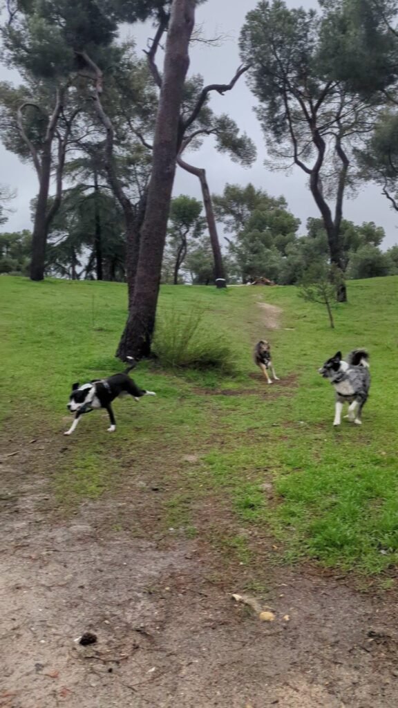 días perros