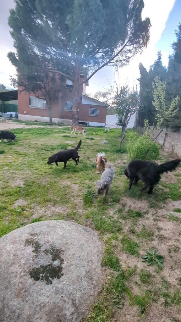 días perros