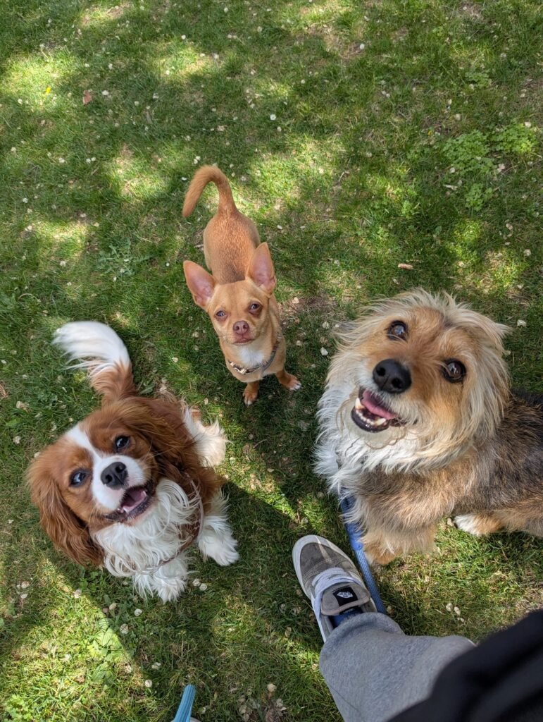 días perros