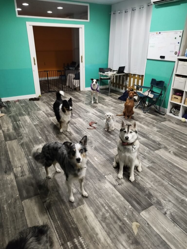 días perros