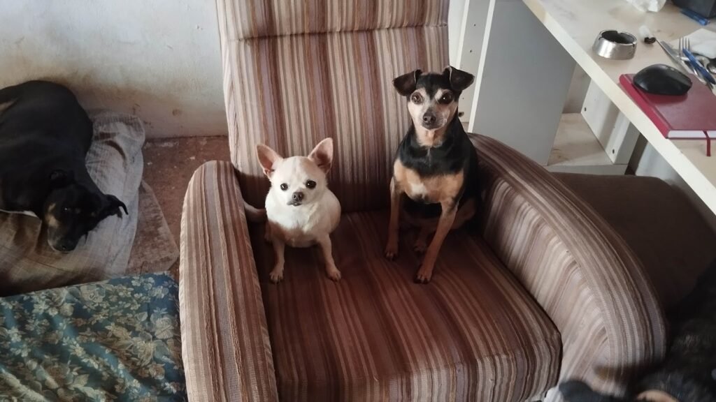 Dimoni Dogsitter – residencia canina en Baleares