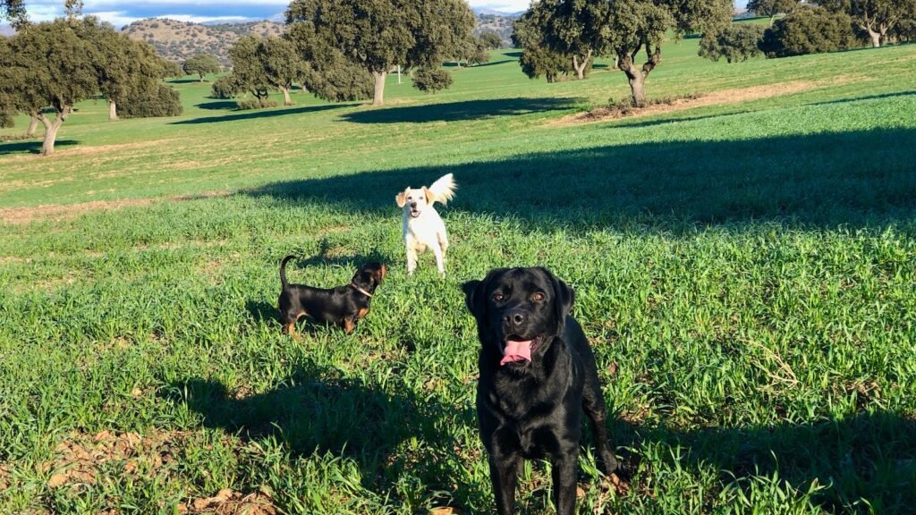 Hotel Canino Dog Camp Madrid – residencia canina en Madrid
