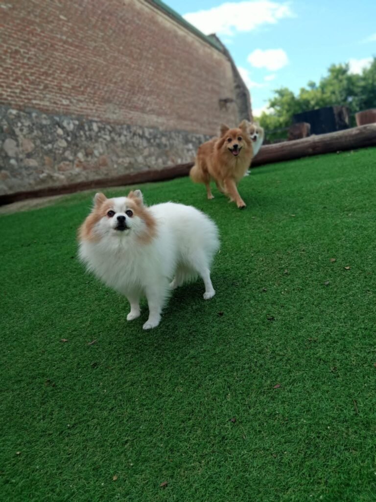 dog camp madrid