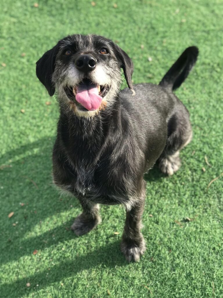 dog camp madrid