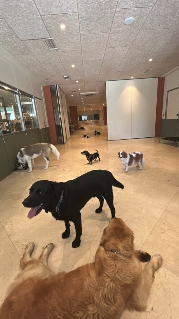 dog city