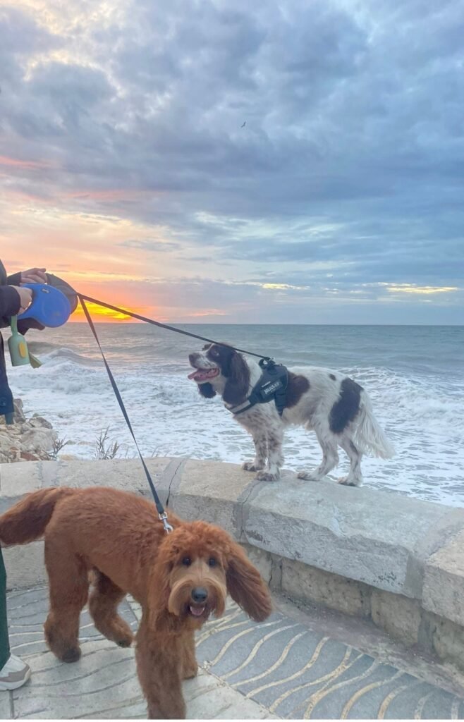 dog city