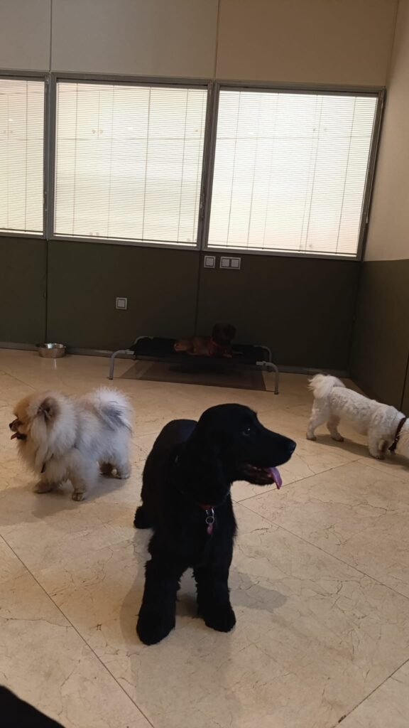 dog city