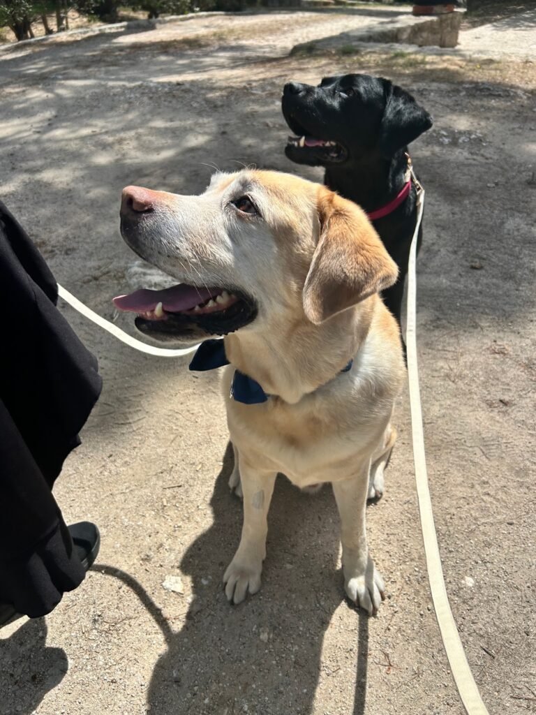 dog scouts madrid río