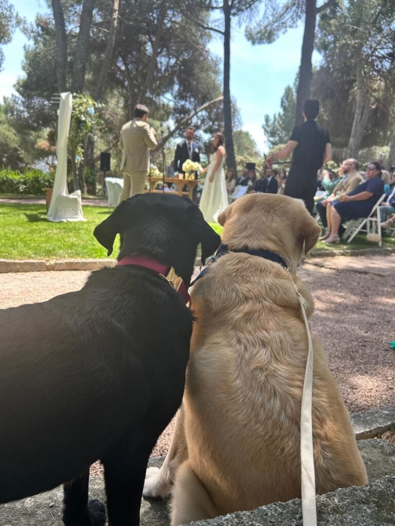 dog scouts madrid río