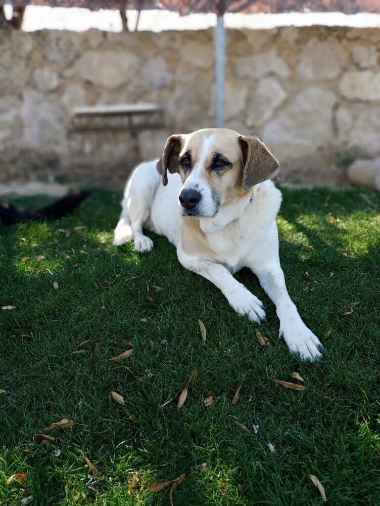 doggyland