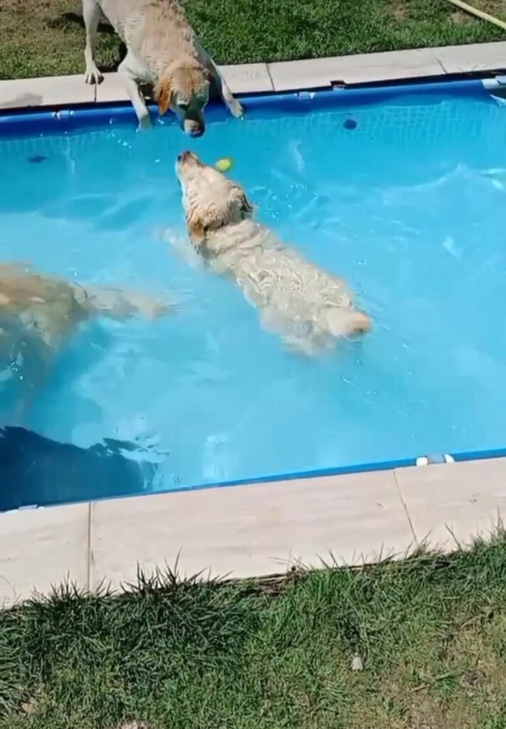 doggyland