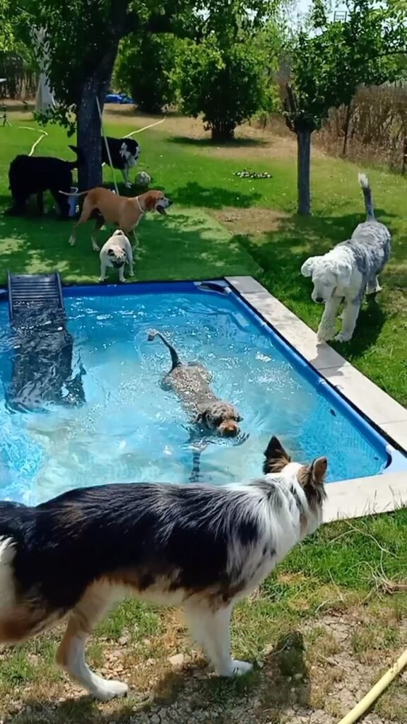 doggyland