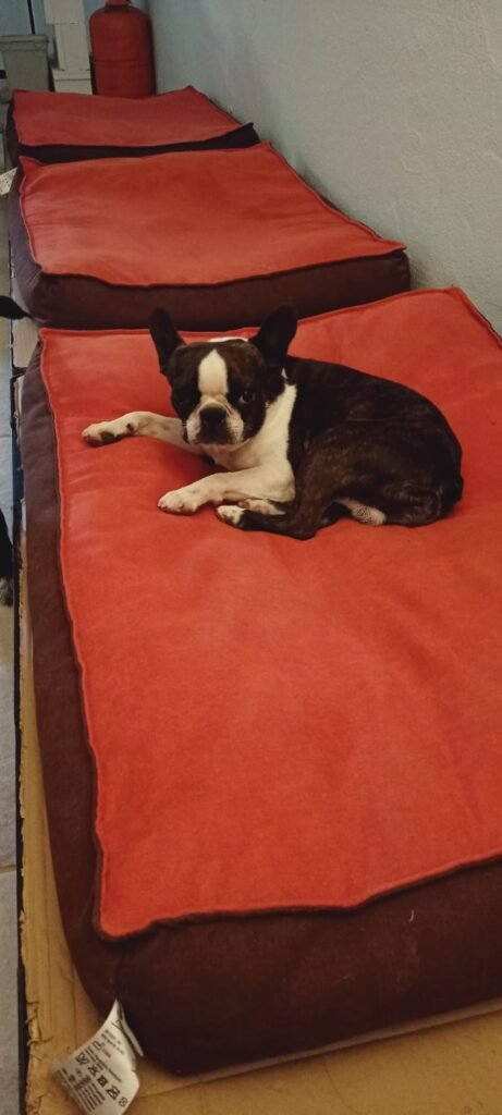 doggyland