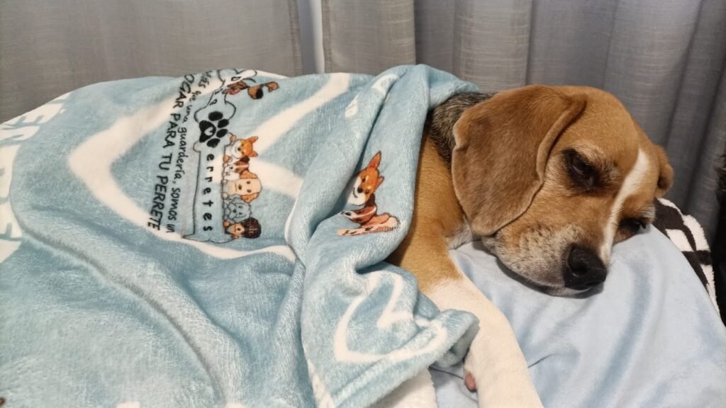 Guardería Canina Doggyperretes – residencia canina en Madrid