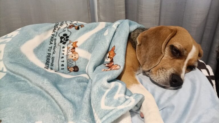 Guardería Canina Doggyperretes – residencia canina en Madrid