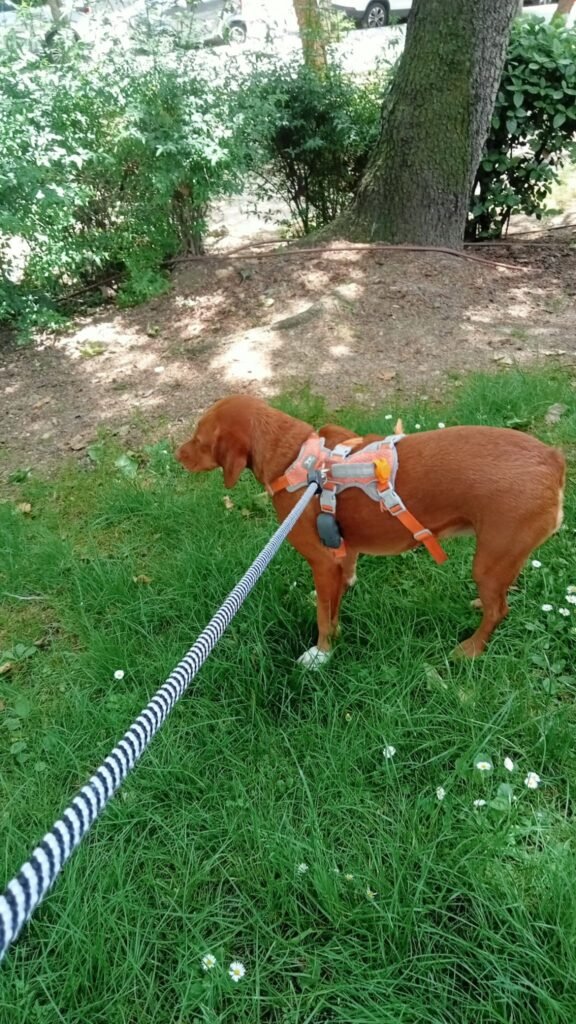 doggyperretes