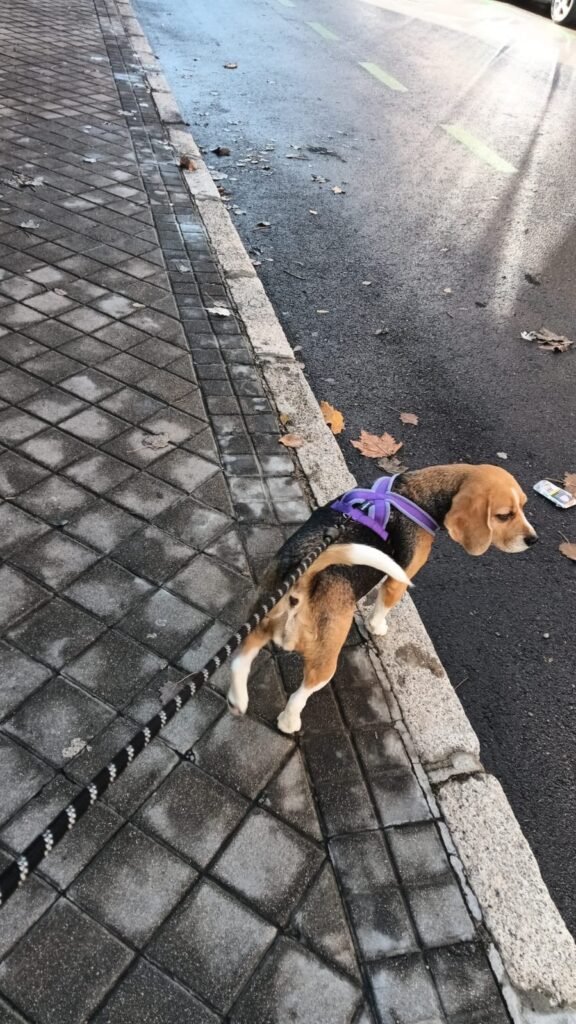doggyperretes