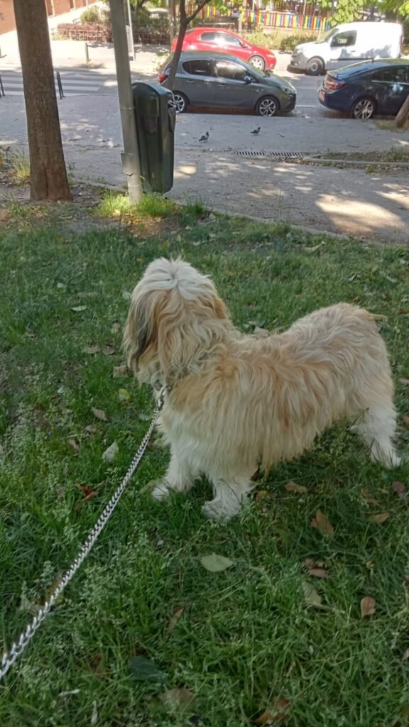 doggyperretes