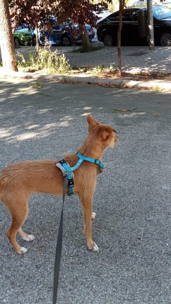 doggyperretes
