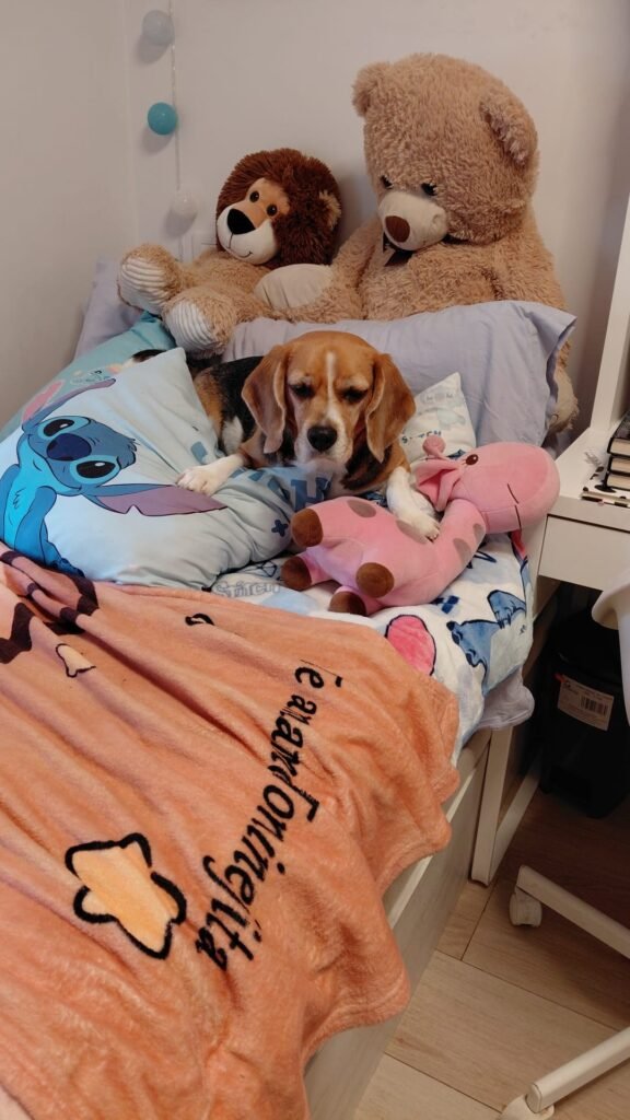 doggyperretes