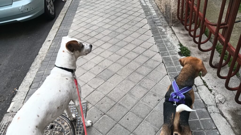 doggyperretes
