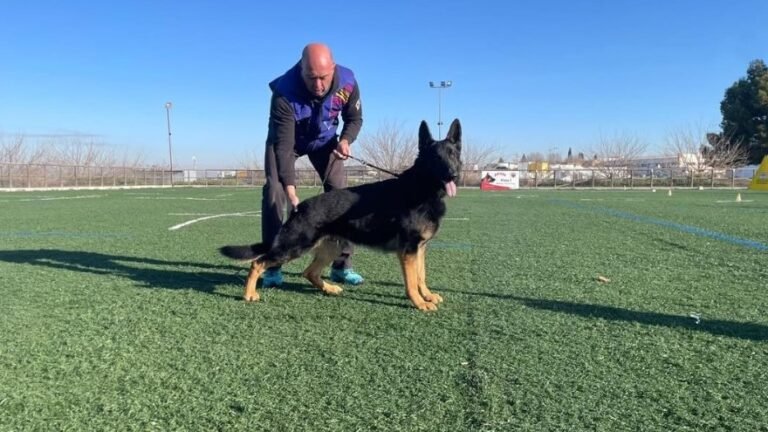 Residencia Canina Dogquijote – residencia canina en Toledo